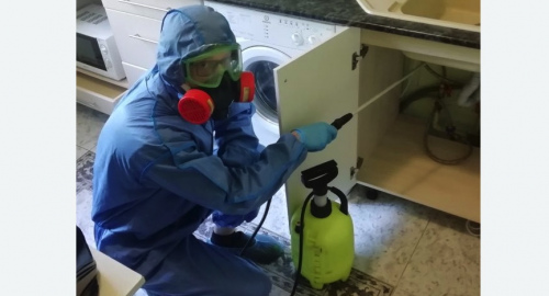 Уничтожение муравьев в квартире. Зеленоградск