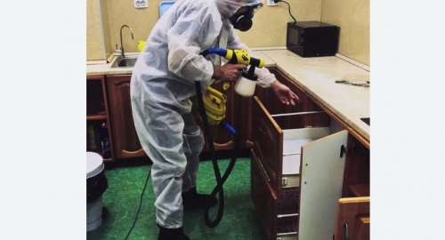 Уничтожение насекомых в квартире. Зеленоградск