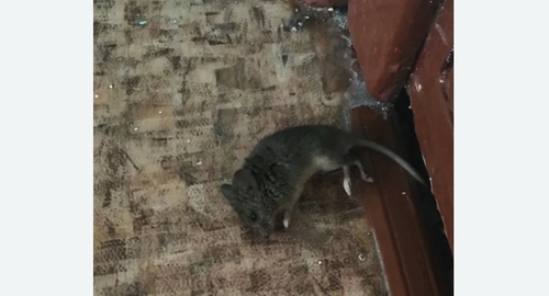 Дезинфекция от мышей в Зеленоградске