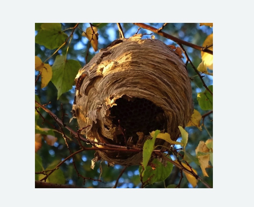 Обработка от шершней в Зеленоградске