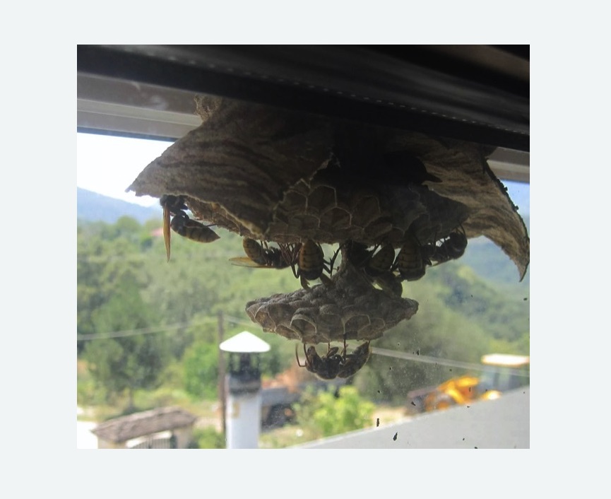 Уничтожение гнёзд шершней в Зеленоградске