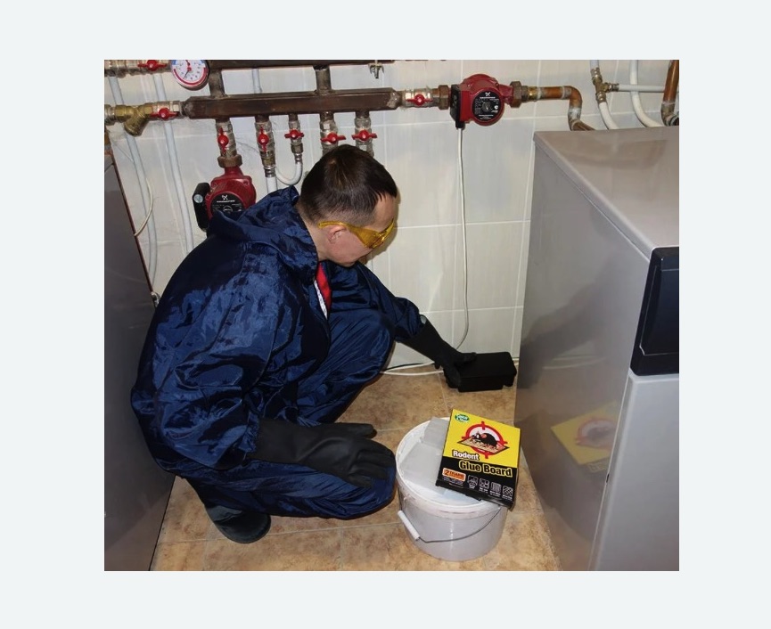 Уничтожение крыс в Зеленоградске