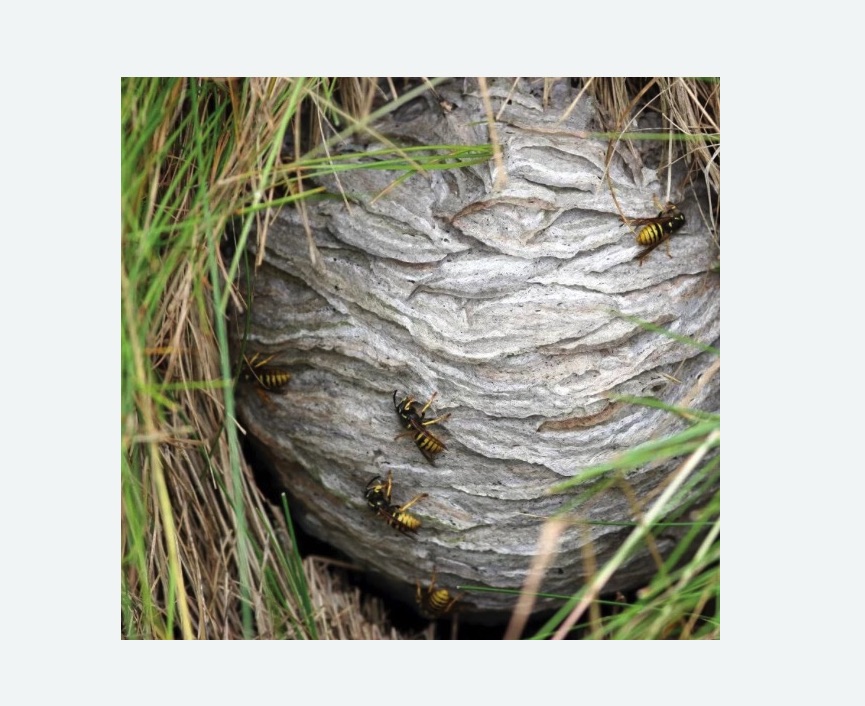 Уничтожение ос и ульев в Зеленоградске