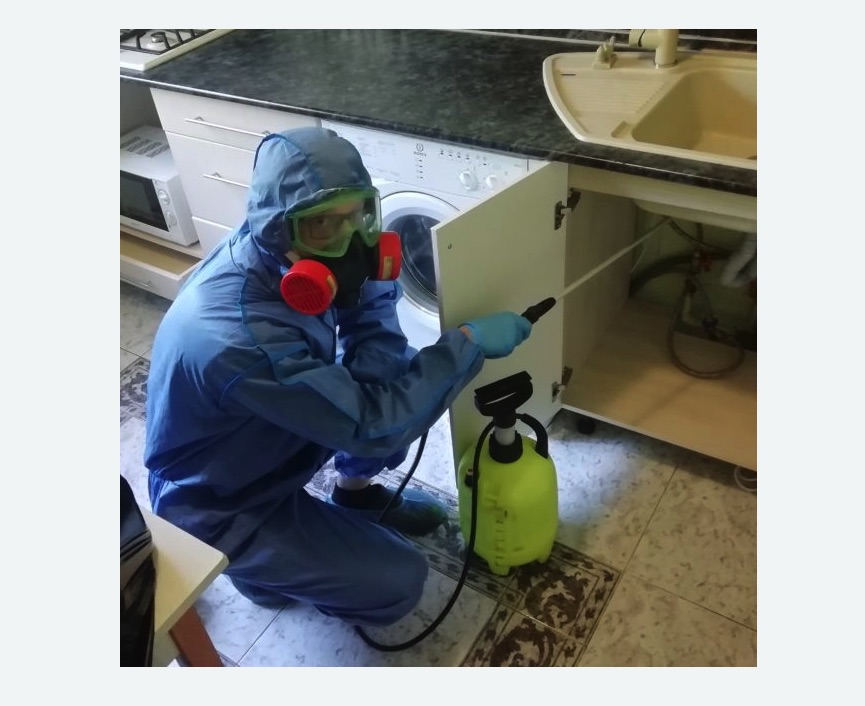 обработка от муравьев в квартире в Зеленоградске